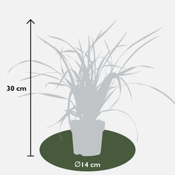 Hoogeveen 3x - Carex morrowii 'Irish Green' - ↨30cm - Ø14 (8720955321587)