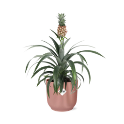 Mother's Day - Ananas Mi Amigo in ELHO Vibes Fold 14cm roze (21730)