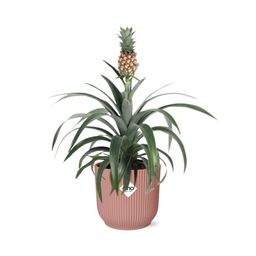 Mother's Day - Ananas Mi Amigo in ELHO Vibes Fold 14cm roze (21730)