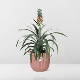Mother's Day - Ananas Mi Amigo in ELHO Vibes Fold 14cm roze (21730)