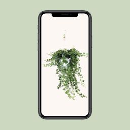 Hedera Wonder Green - - Ø24 - ↨70cm (8720634284615)