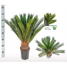 Cycas Revoluta - Ø17 ↕60 (12714)