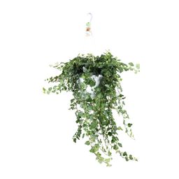Hedera Wonder Green - - Ø24 - ↨70cm (8720634284615)