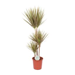Dracaena Bicolor (15791)