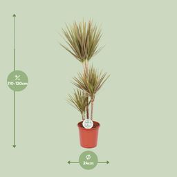 Dracaena Bicolor (15791)