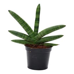 Sansevieria Skyline - 25 cm - ø10,5 (8721081685062)