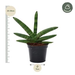 Sansevieria Skyline - 25 cm - ø10,5 (8721081685062)