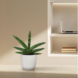 Sansevieria Skyline - 25 cm - ø10,5 (8721081685062)