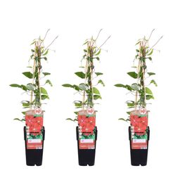 Hoogeveen 3x - Clematis Rouge Cardinal - ↨65cm - Ø15 (8720955321020)
