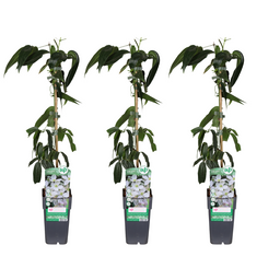 Clematis armandii - 3 stuks (34014)