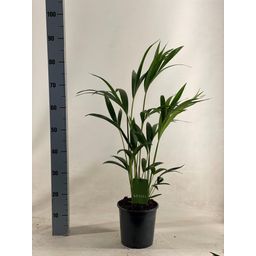 Howea Forsteriana (18063)