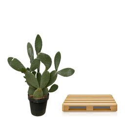 Cactus Opuntia - 120cm Ø38cm (8721081685604)