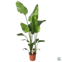 Strelitzia Nicolai 130cm (22119)