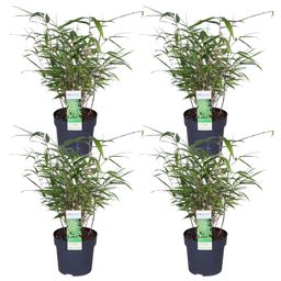 Hoogeveen 4x Fargesia rufa - ↨40cm - Ø14 (8720955320344)