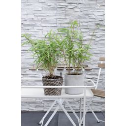 Hoogeveen 4x Fargesia rufa - ↨40cm - Ø14 (8720955320344)