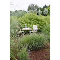 Hoogeveen 4x Fargesia rufa - ↨40cm - Ø14 (8720955320344)
