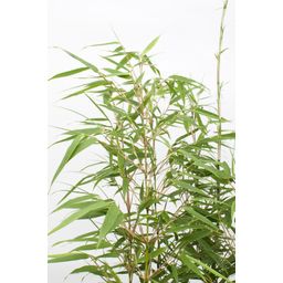 Hoogeveen 4x Fargesia rufa - ↨40cm - Ø14 (8720955320344)