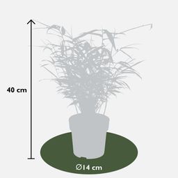 Hoogeveen 4x Fargesia rufa - ↨40cm - Ø14 (8720955320344)