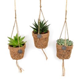 Kokopot String Succulehnt Mix - 3 stuks (30333)