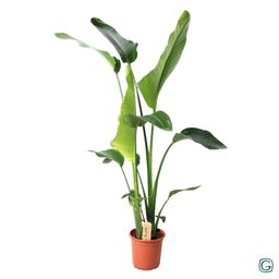 Strelitzia Nicolai (18848)