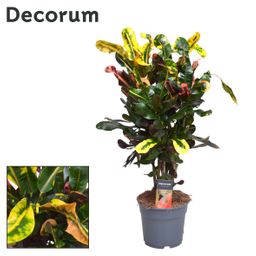 Croton Mammi (16190)