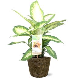 Dieffenbachia Camilla - Selin Pot D18x16cm - Zwart (43770)