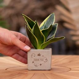 Congreet plantpots + Sansevieria | Thank you (8721225131479)