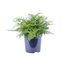Asplenium Parvati (12634)