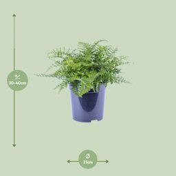 Asplenium Parvati (12634)