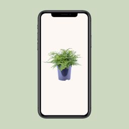 Asplenium Parvati (12634)