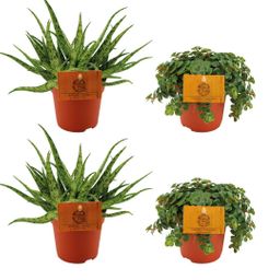 2x Aloe Spider + 2x Sedum Tornado - 4 stuks - Ø10.5cm (23202)