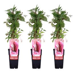 Hoogeveen 3x - Parthenocissus q. var. 'Engelmannii' - ↨65cm - Ø15 (8720955320658)