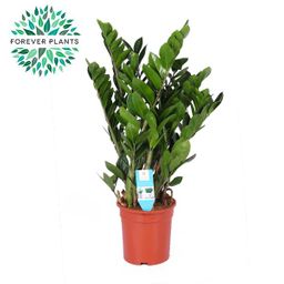 Zamioculcas Zamiifolia (16023)