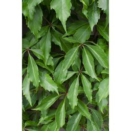 Hoogeveen 3x - Parthenocissus q. var. 'Engelmannii' - ↨65cm - Ø15 (8720955320658)