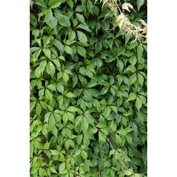 Hoogeveen 3x - Parthenocissus q. var. 'Engelmannii' - ↨65cm - Ø15 (8720955320658)
