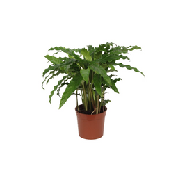 Calathea Bluegrass - 35 cm - Ø12cm (8721081685673)