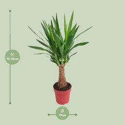 Yucca "Maya Tree" 30stam P19 (25322)