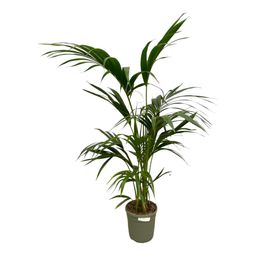 Kentia Palm - 130 cm - Ø21cm (8721081685628)