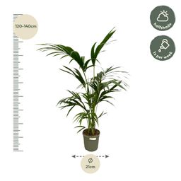 Kentia Palm - 130 cm - Ø21cm (8721081685628)