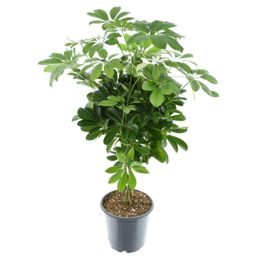 Schefflera Compacta Nora (16252)