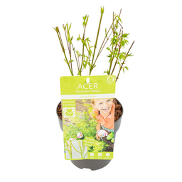 PROMO - Acer palm. 'Going Green' (49575)