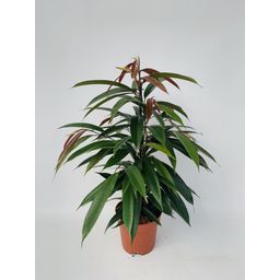 Ficus Binnendijkii 'Amstel King' P17 (29825)