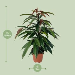 Ficus Binnendijkii 'Amstel King' P17 (29825)