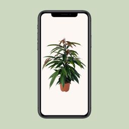 Ficus Binnendijkii 'Amstel King' P17 (29825)
