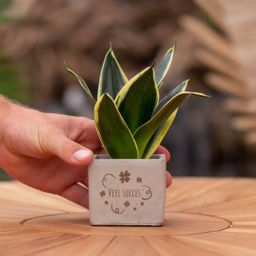 Congreet plantpots + Sansevieria | Veel succes (8721225131370)