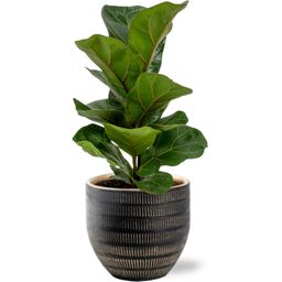 Ficus Lyrata - Beau Pot D14x13cm - Zwart (40139)
