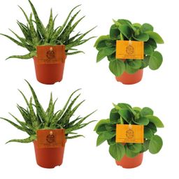 2x Aloe Spider + 2x Peperomia Rana Verde - 4 stuks - Ø10.5cm (22769)