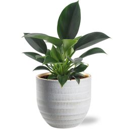 Philodendron Green Princess - Beau Pot D14x13cm - Wit (40165)