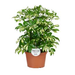 Schefflera Gerda (16563)