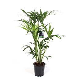 Howea Forsteriana (18105)